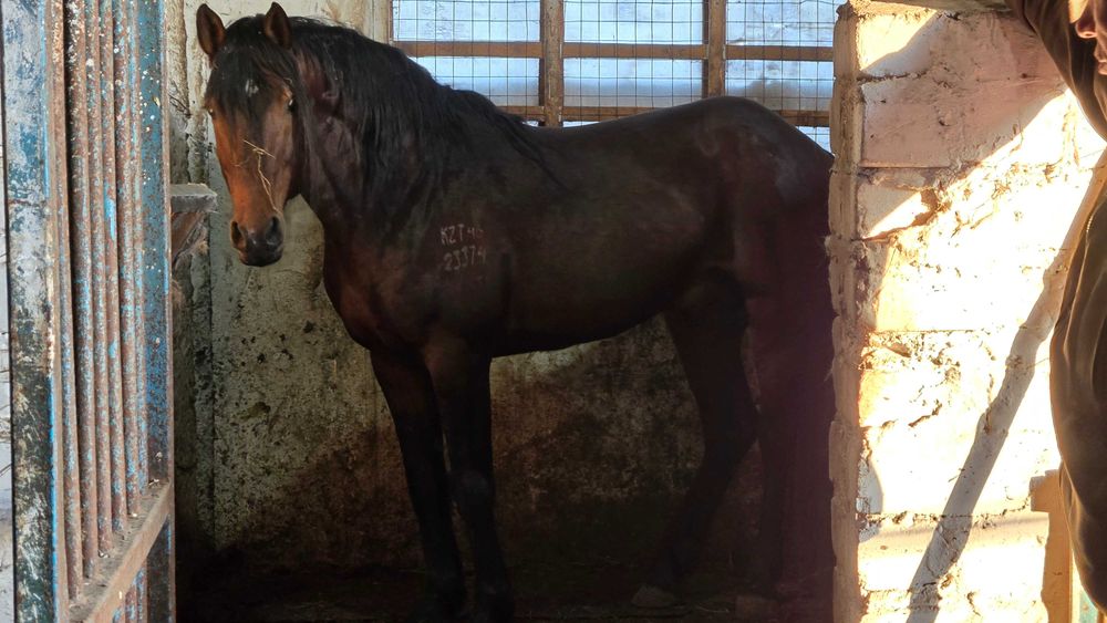 Жеребец племенной