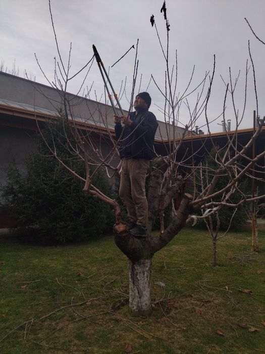 Daraht.kesish.20.йилик.Богбон