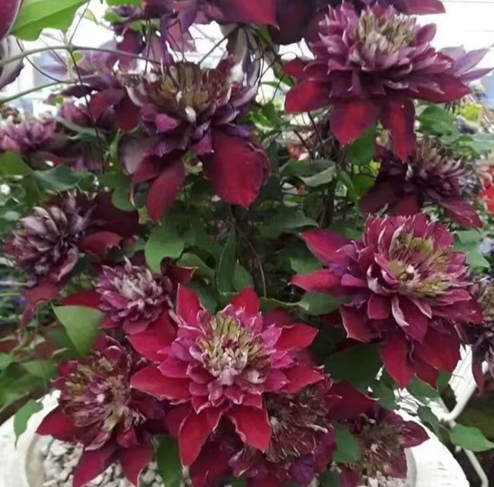 Клематисы саженцы