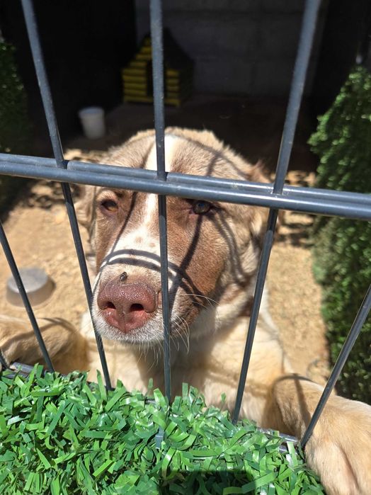 Хотел за кучета Хачико