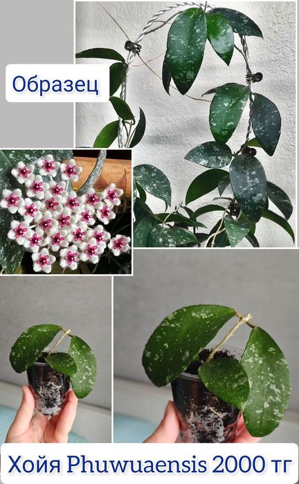 Хойи разные сорта комнатные цветы