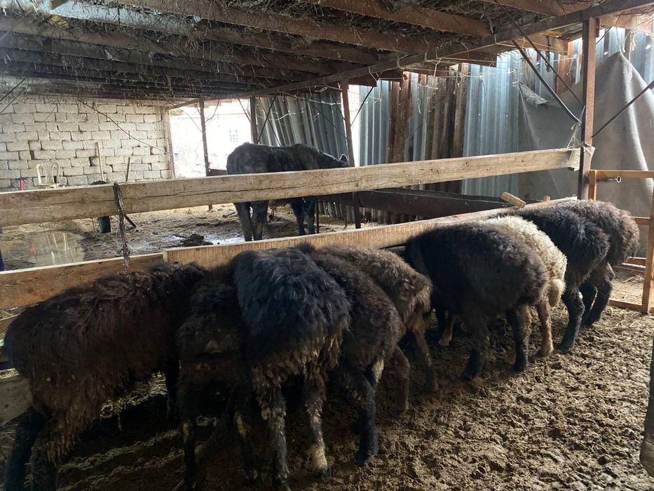 Bugʻoz qoʻy va qoʻchqorlar sotiladi