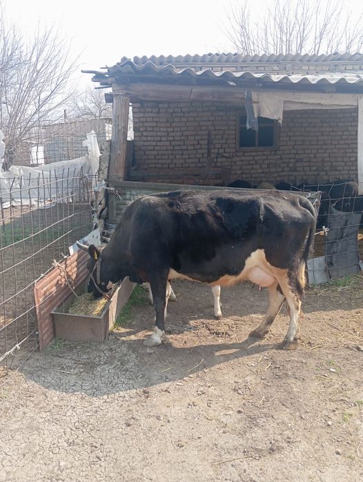 Сиыр бузауымен сатылады