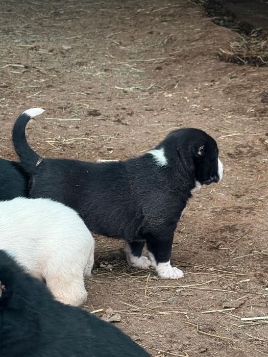 3 айлық еркек тяж күшік сатылады