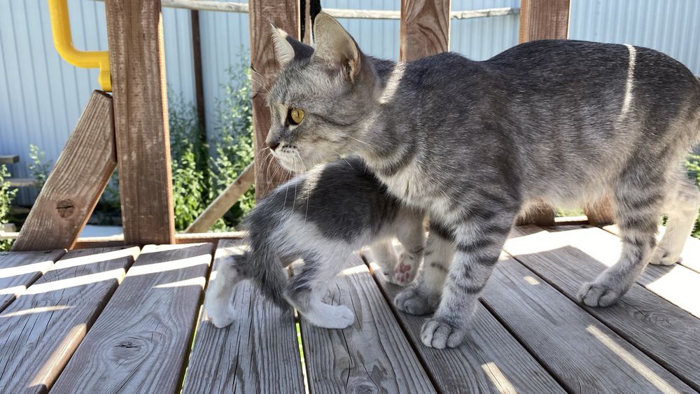 Отдам котят в добрые руки