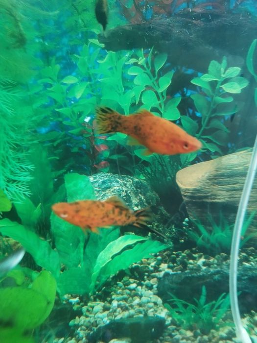 Меченосецы тигровые