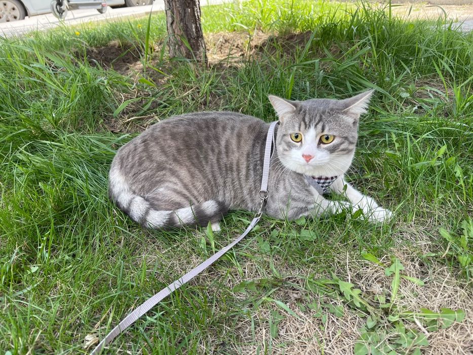 Отдам кота в добрые руки