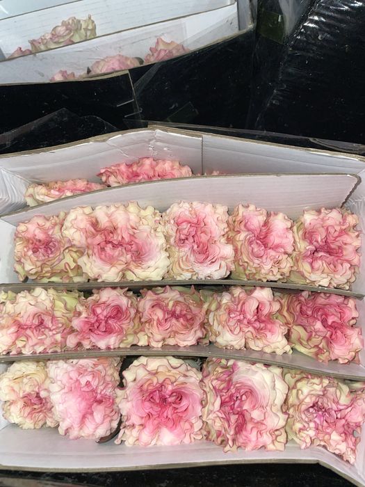 Продам Розы Rossel