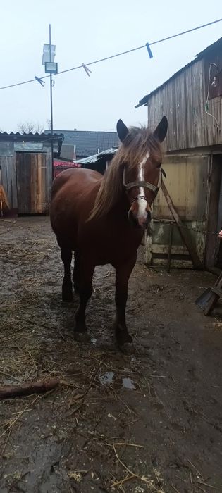 Vând iapa gestantă