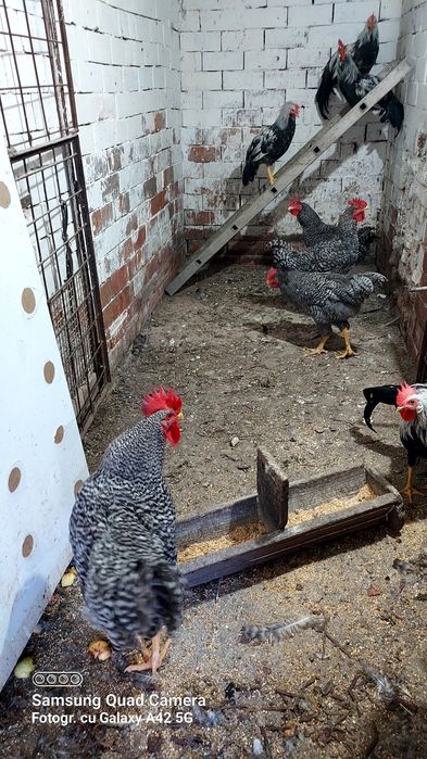 Cocosi rasă Plymouth rock barat și Leghorn Italiene