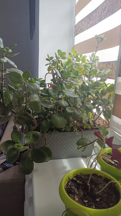 Цветы разные, комнатные.