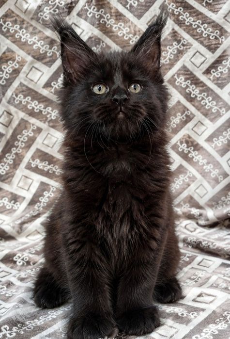Котята породы Мейн-кун
