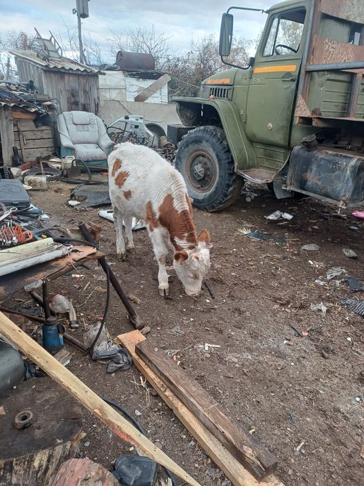 продам бычка шесть месяцев