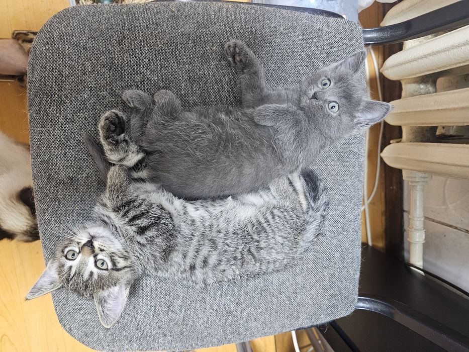 Отдам  котят в хорошие руки