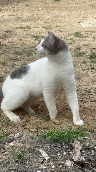 Пристраивается кошечка