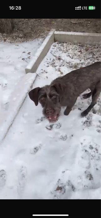 Пропала собака Дратхаар, дратхар, сука