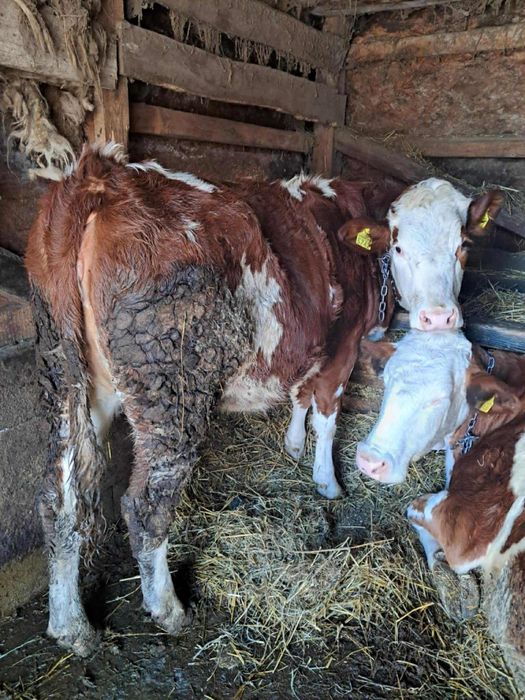 Vând jurinca gestanta