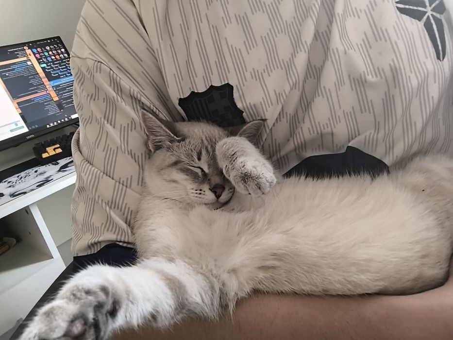 Отдадим котят в хорошие руки