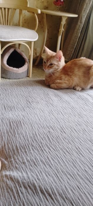 Меня зовут Персик!