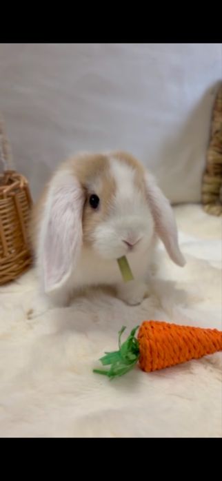 Продам девочку Мини Лоп