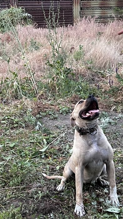 Американский стаффордширский терьер