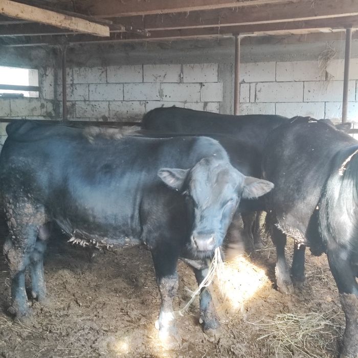 Văd tauri angus cu origine