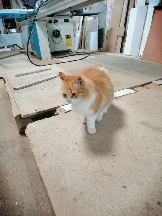 Кошка ищет дом     .