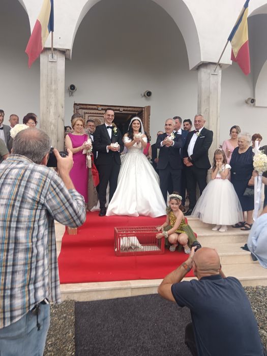 Porumbei evenimente Timișoara