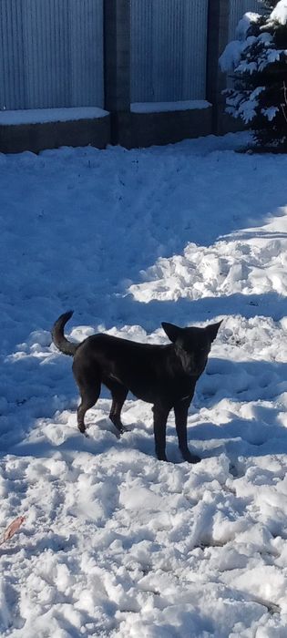 Красавица папа питбуль,мама обычная ,девочка пять месяцев .