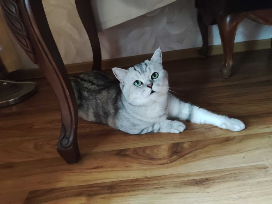 Британская шиншилла на вязку