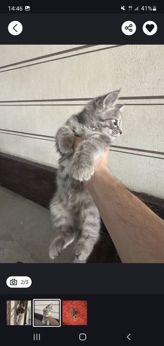 Mushik orgatilingan bemalol