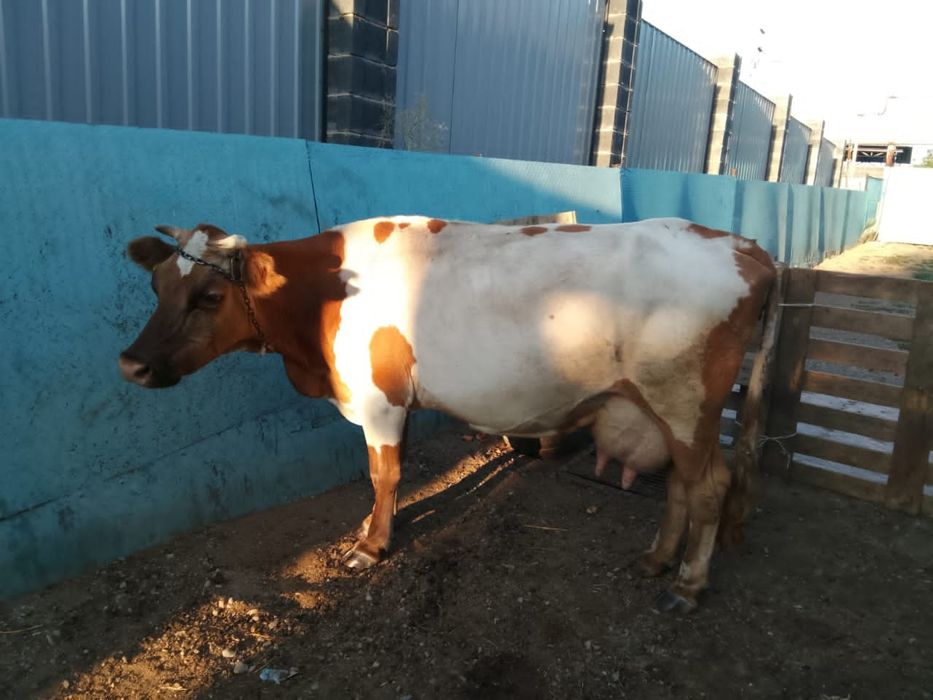 Продам дойных коров стельные