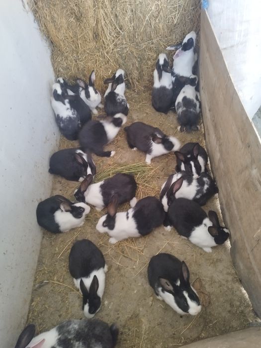 Hycole francez disponibil