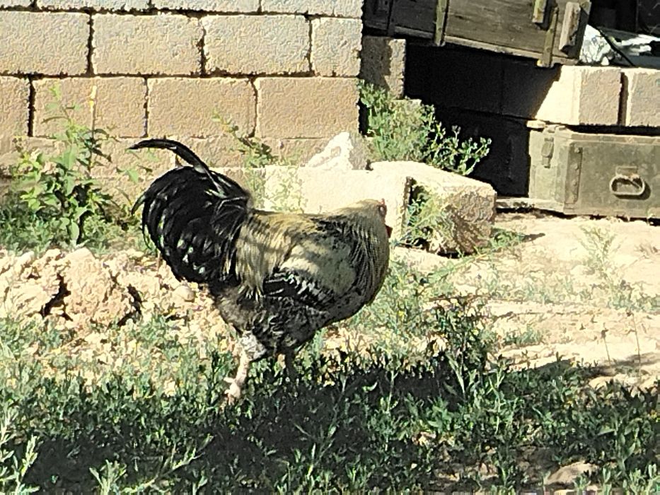 Обмен или прадаж