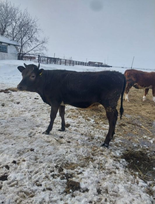 Продам телок 7 голов