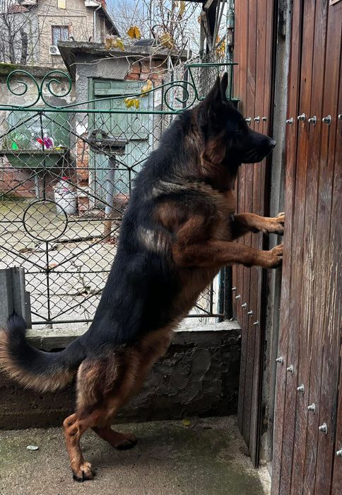 Чистокръвни немски овчарки