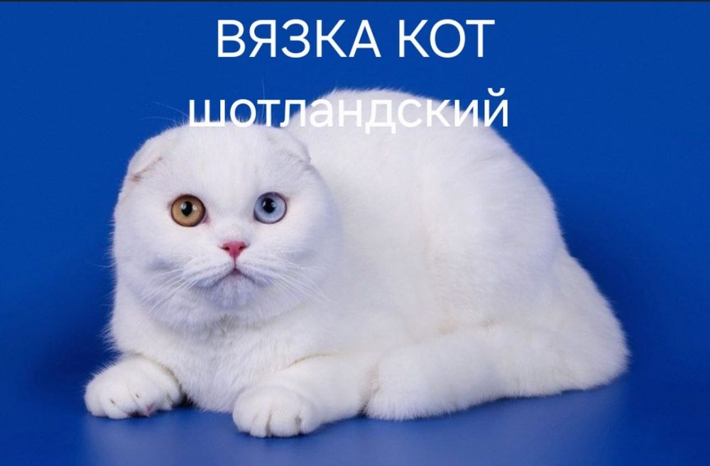 Вязка кот шотландский вислоухий