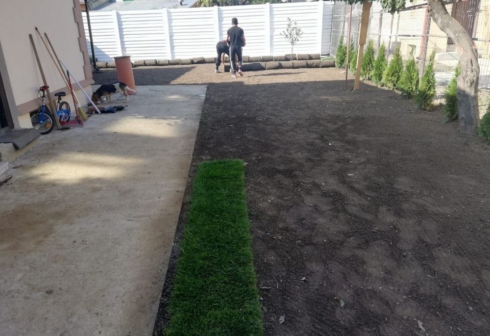 Producem gazon rulou 24 de lei m2. Transport și montaj inclus în preț