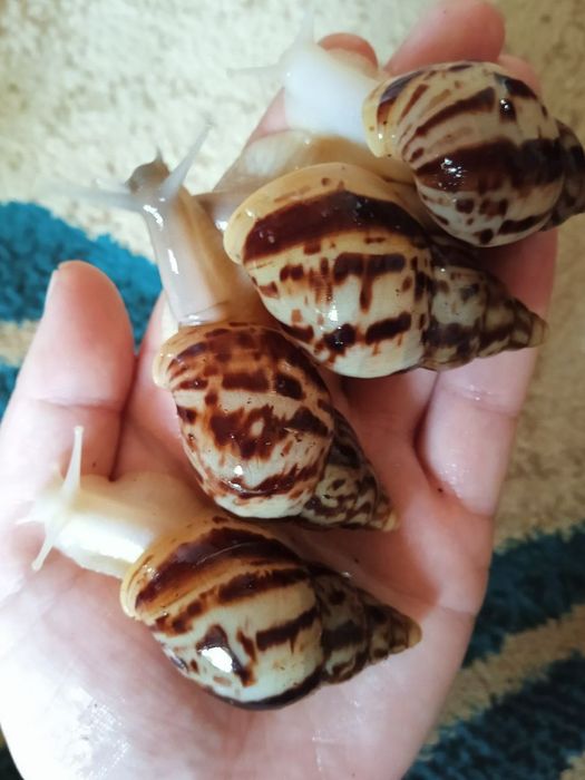 Улитка бор 25000 да 50000 гача