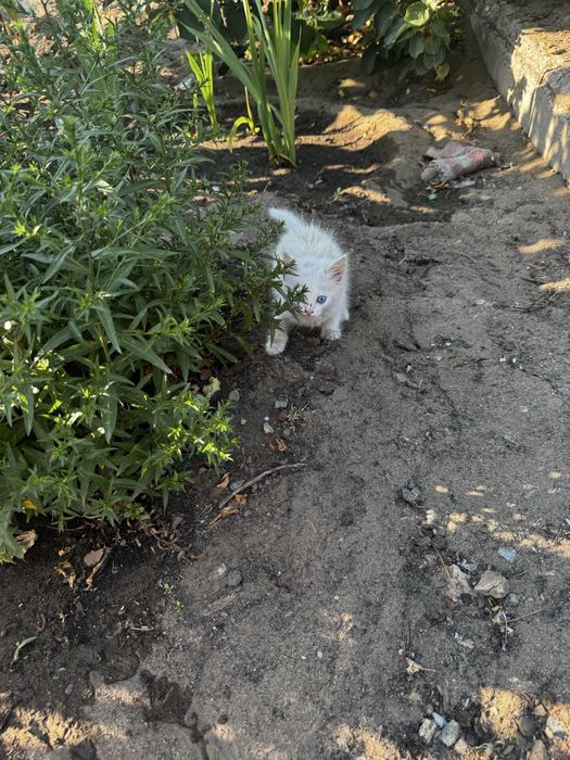 Отдам котенка подкинули
