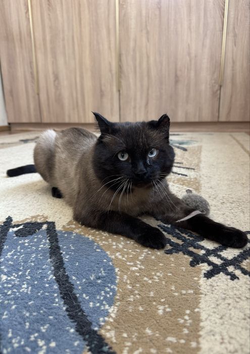 Ищем дом сиамскому котику.