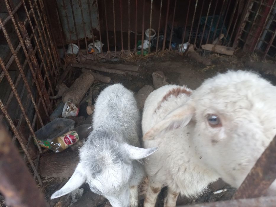 Продам козу с козленком