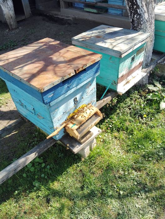 Vând stupi (albine)