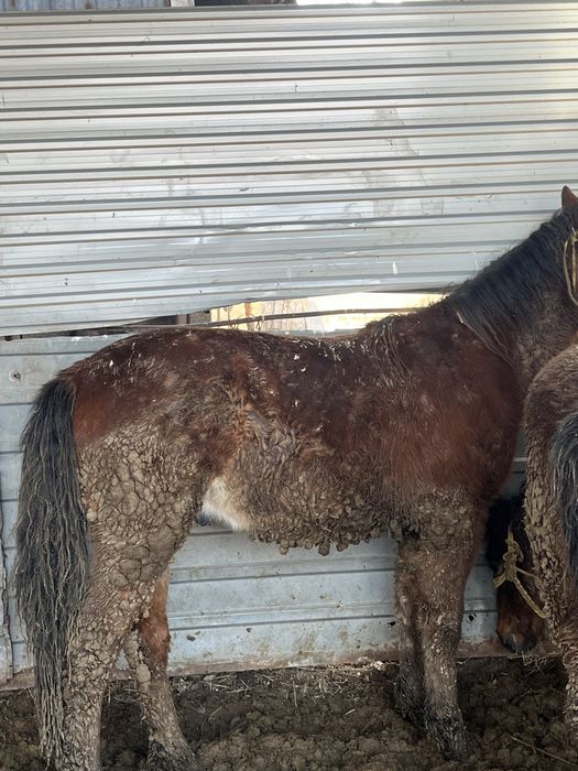 1,5 жасар борланған мал Бармақ қазы