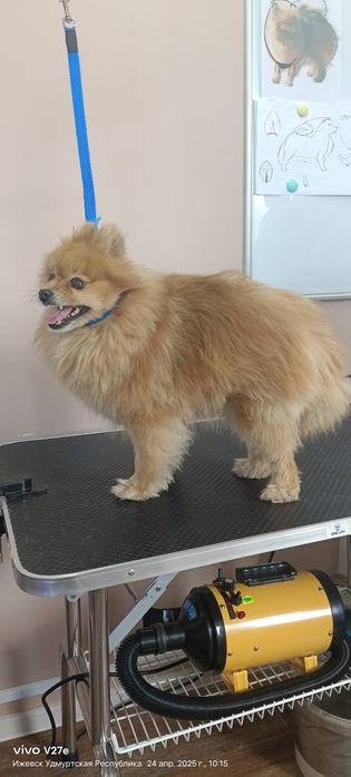 Животные кошки и собаки