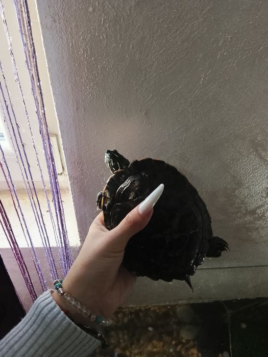 Broaste țestoase cu acvariu și filtru