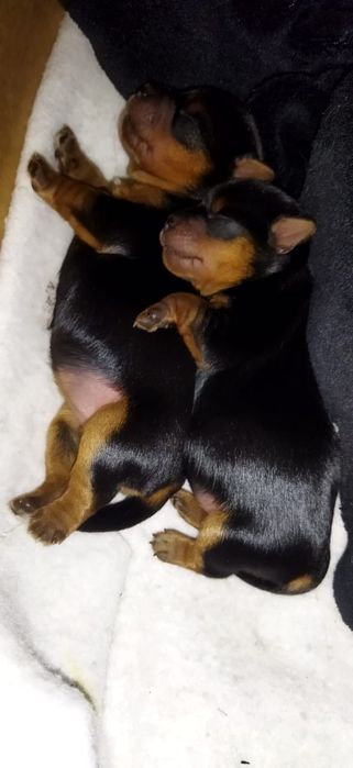 Йоркширский терьер