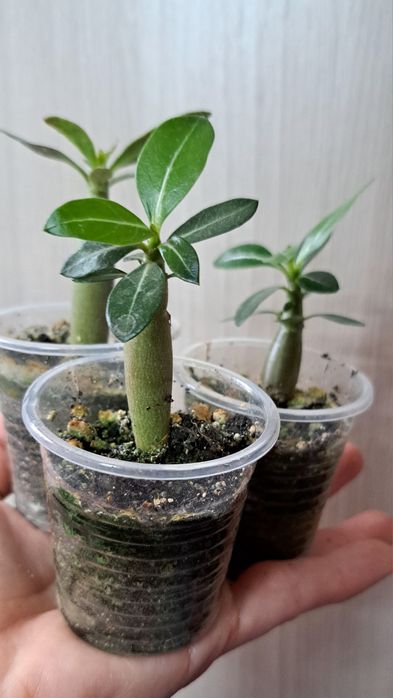 Цветы комнатные продам