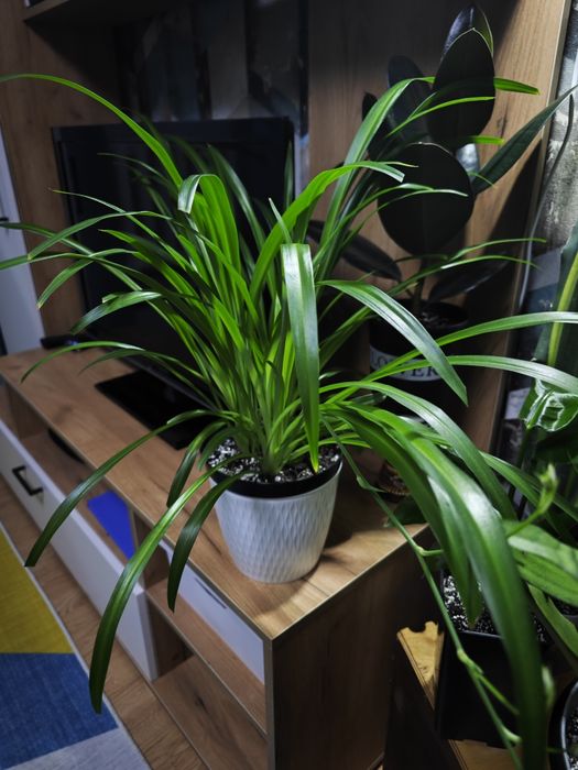 Продам Хлорофитум