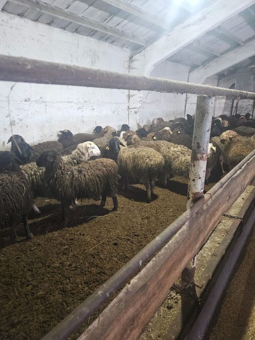 Продам баранов живым весом